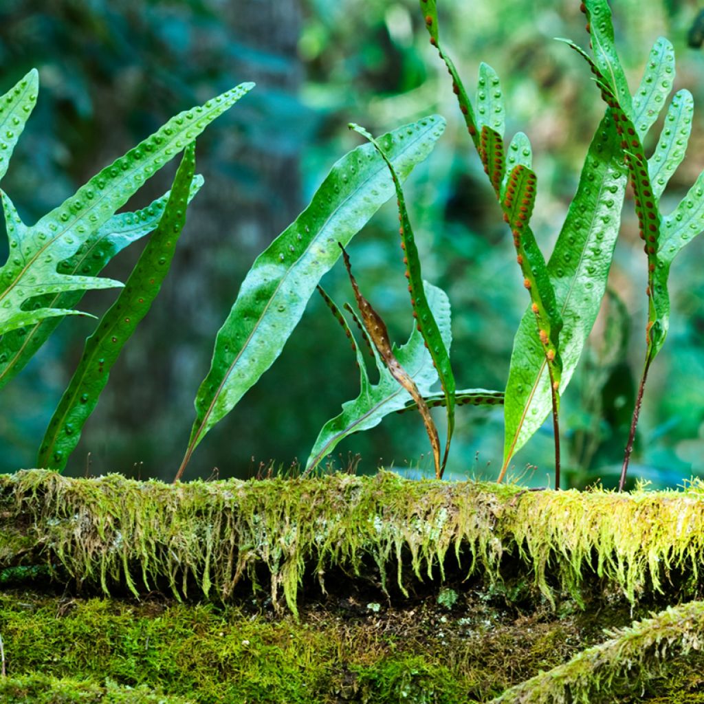Microsorum diversifolium