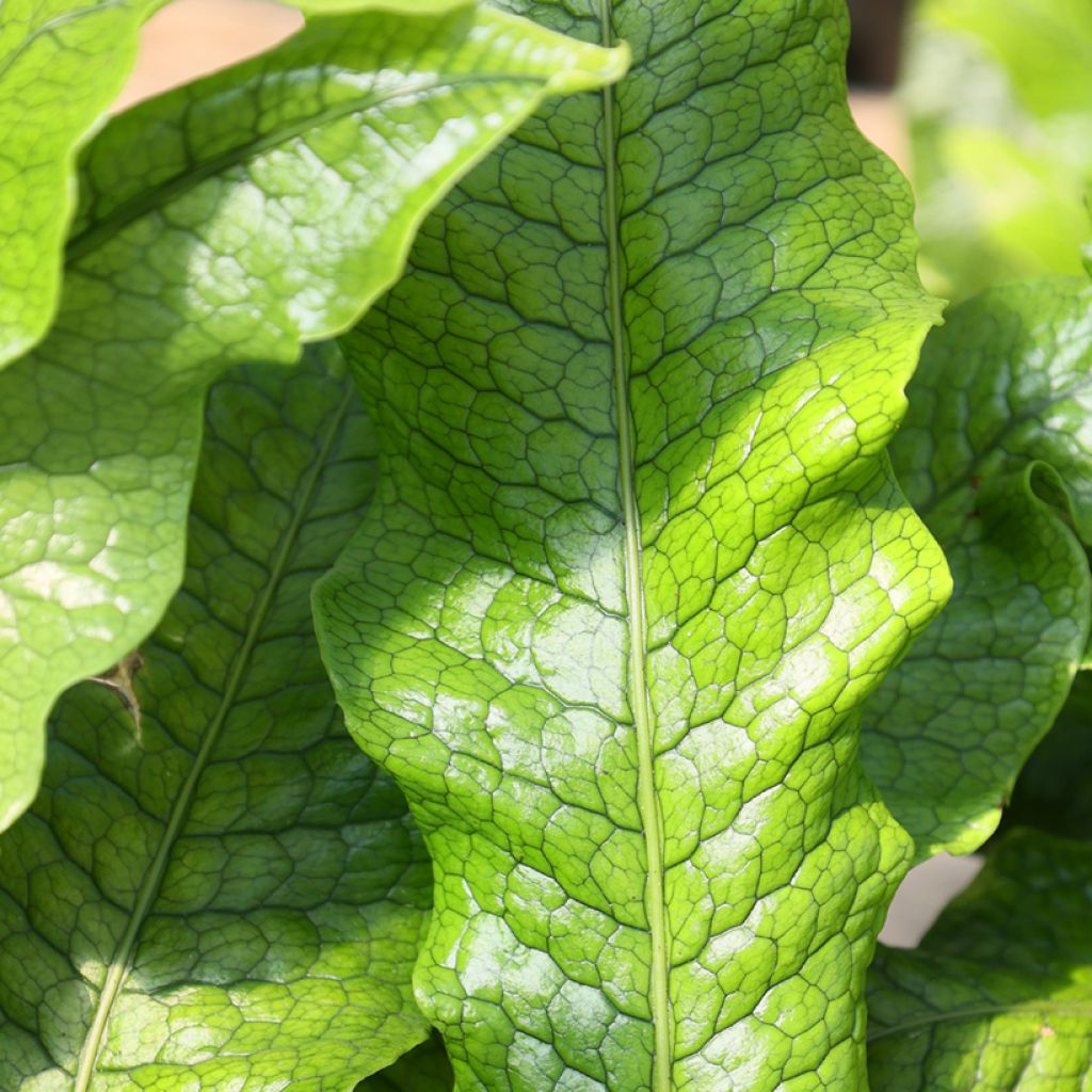 Microsorum musifolium Crocodyllus