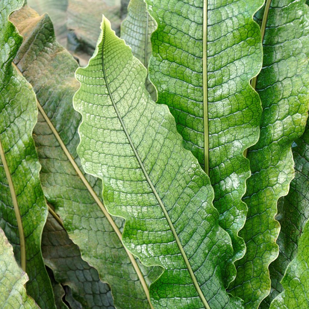 Microsorum musifolium Crocodyllus