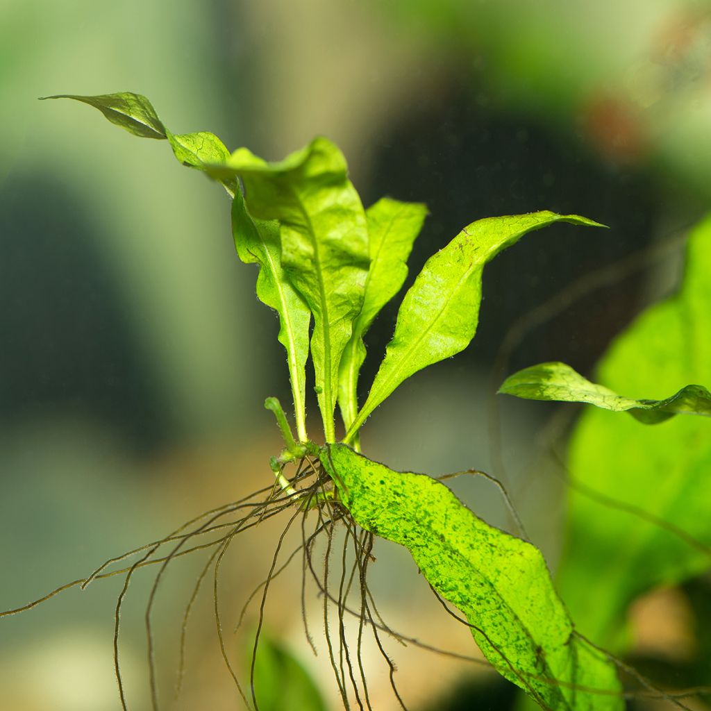 Microsorum pteropus - Feto de Java