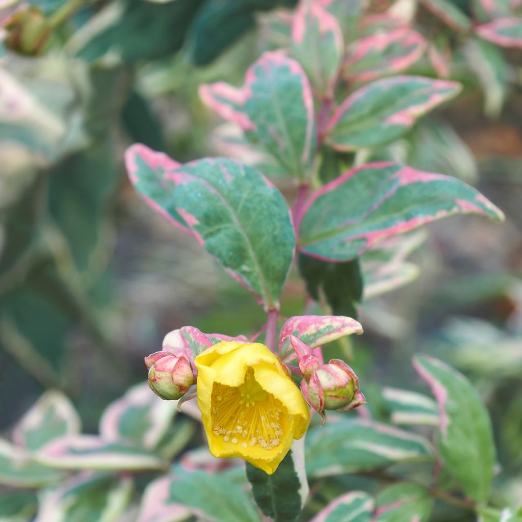 Hypericum moserianum Tricolor