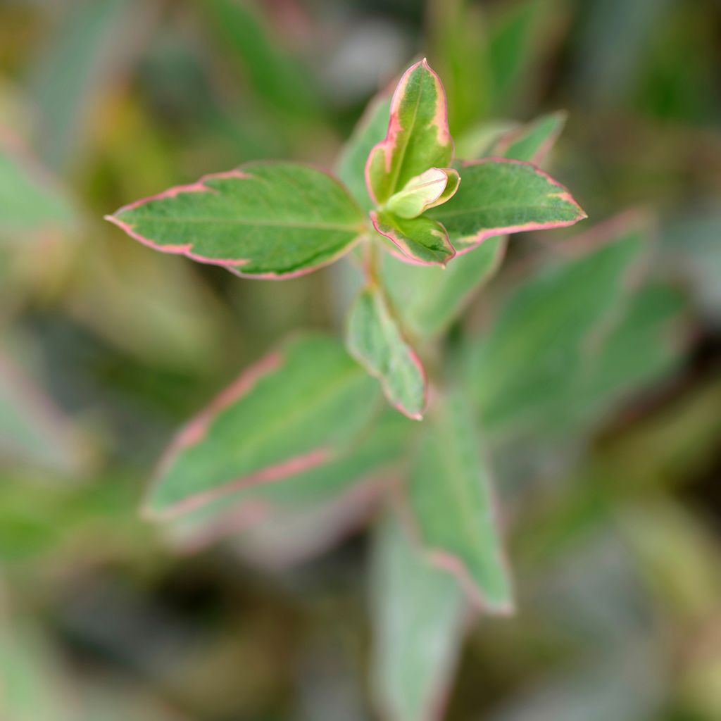 Hypericum moserianum Tricolor