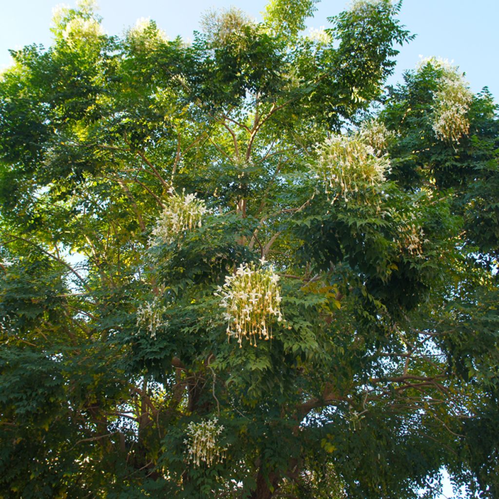 Millingtonia hortensis