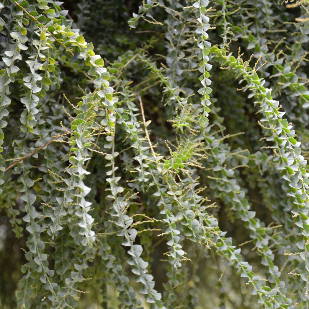 Acacia pravissima Lemon Twist