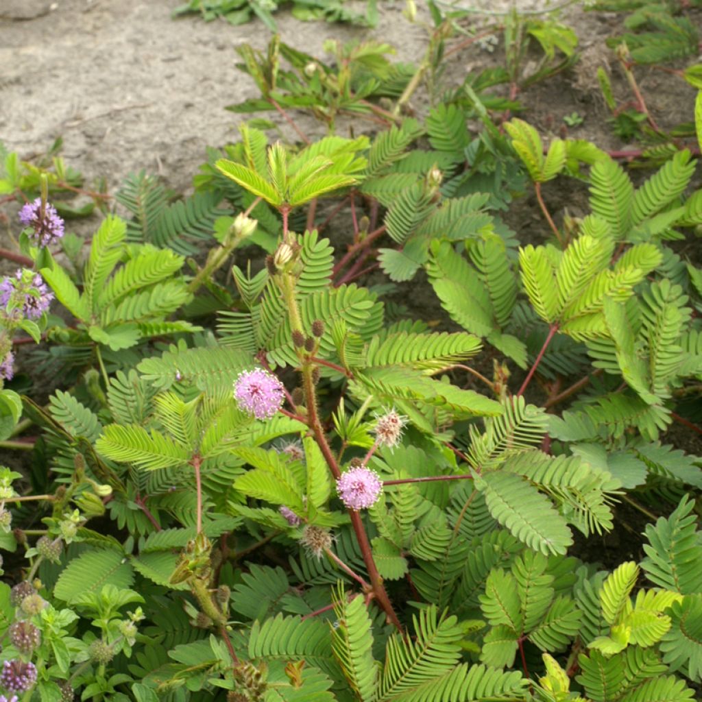 Mimosa pudica em sementes
