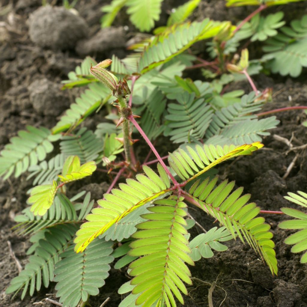 Mimosa pudica em sementes