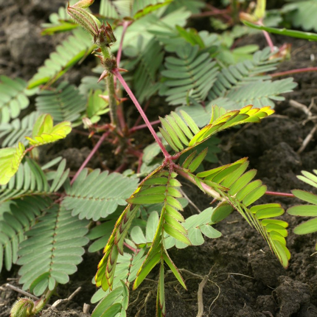 Mimosa pudica em sementes
