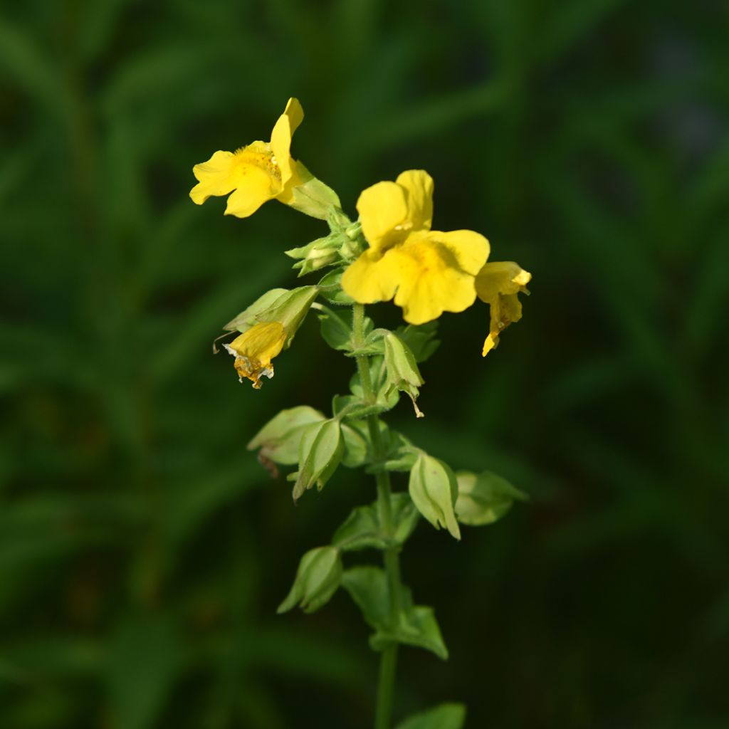 Mimulus luteus - Mímulo-amarelo