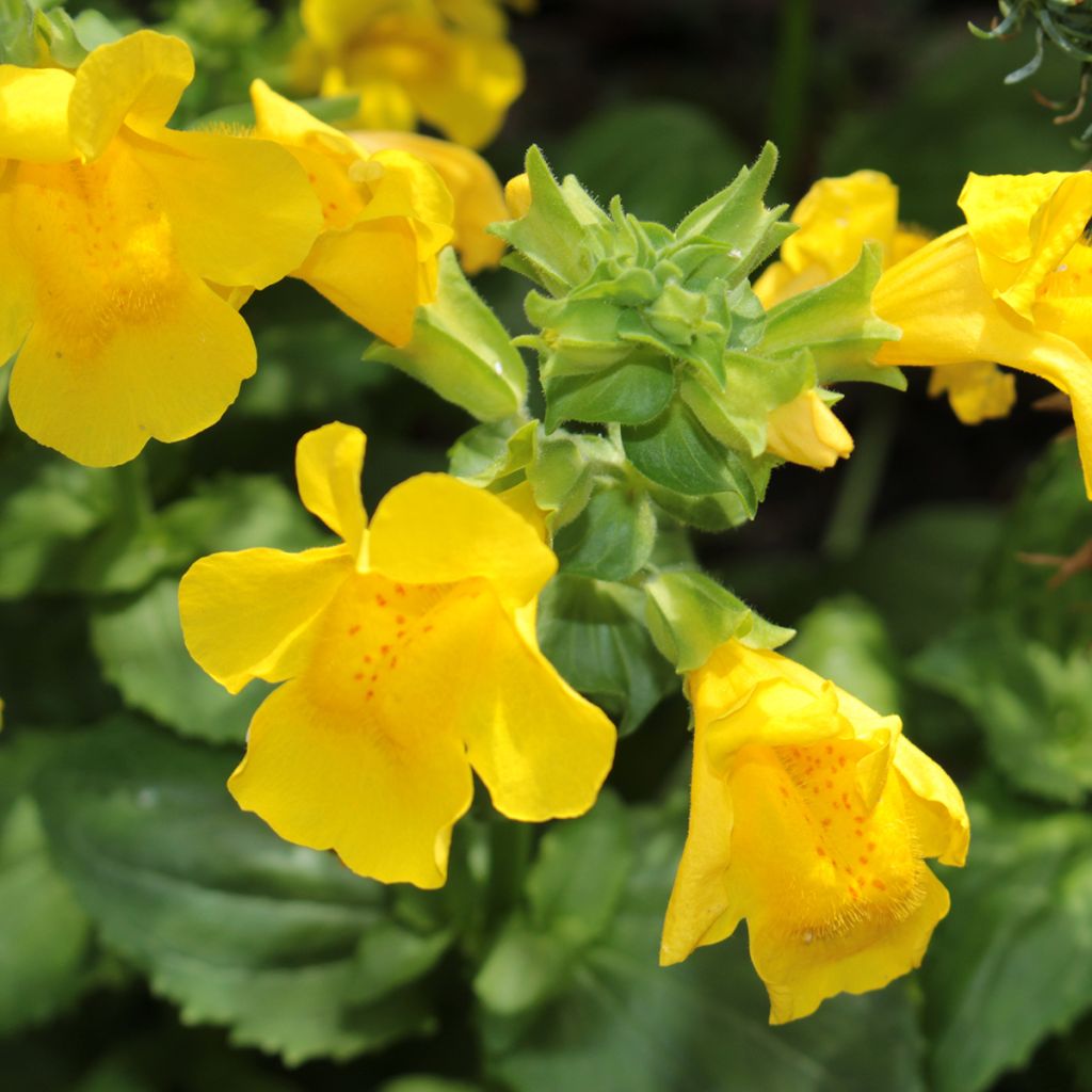 Mimulus luteus - Mímulo-amarelo