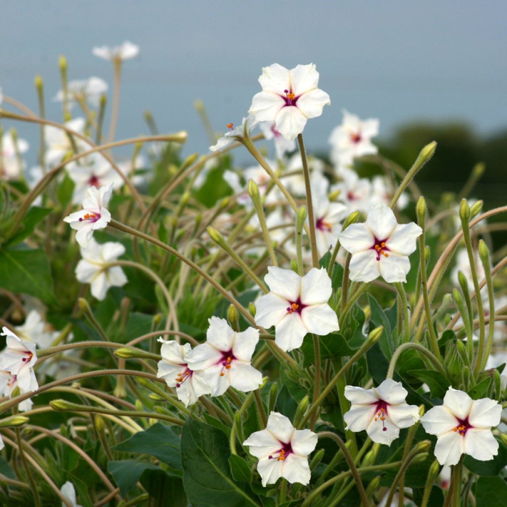 Mirabilis longiflora em sementes