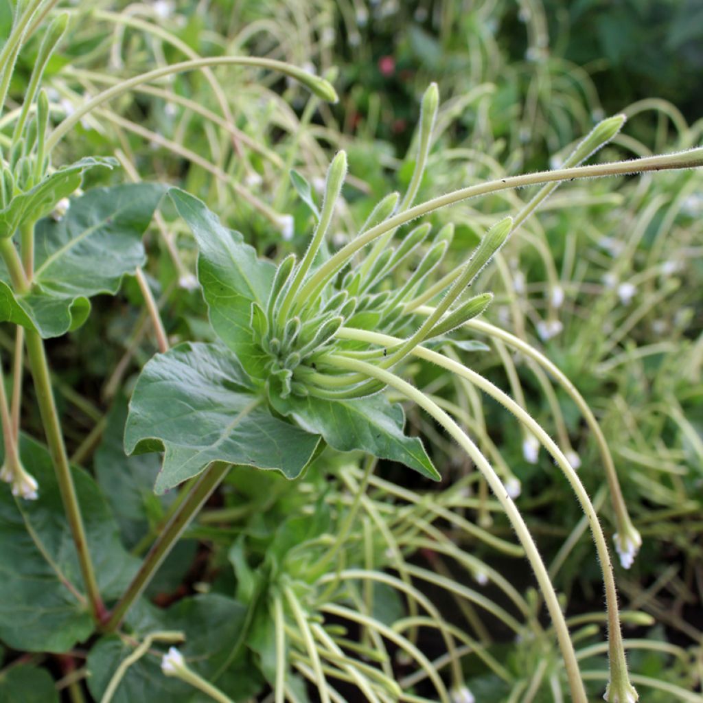 Mirabilis longiflora em sementes