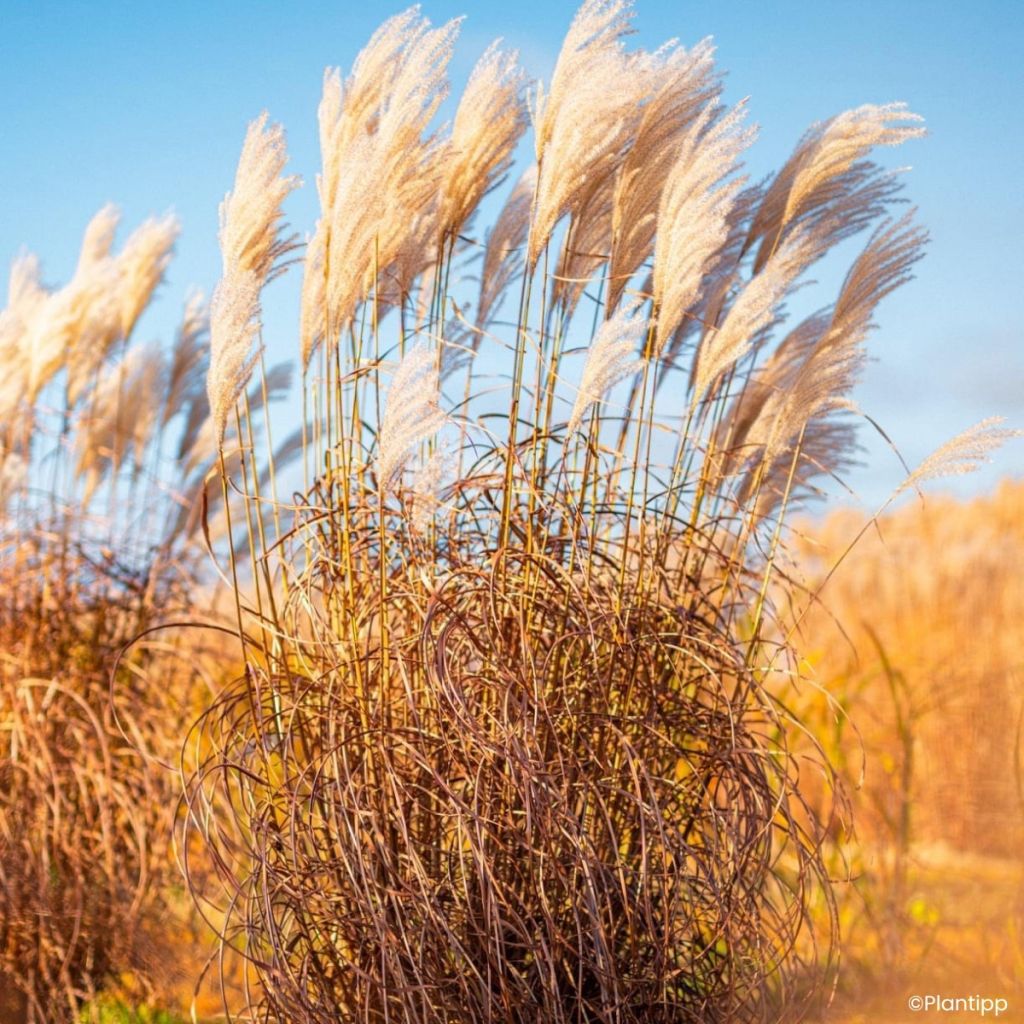 Miscanthus Lady in Red