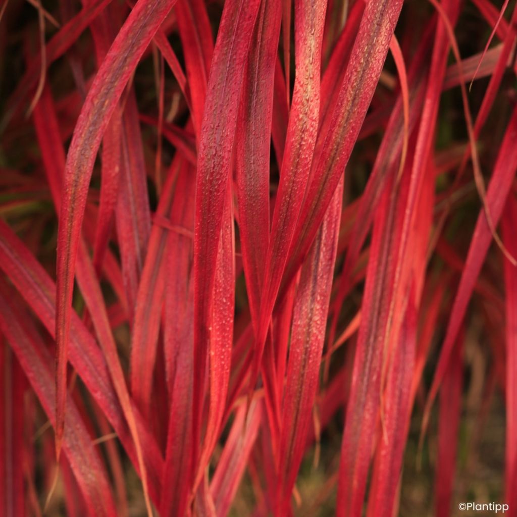 Miscanthus Lady in Red
