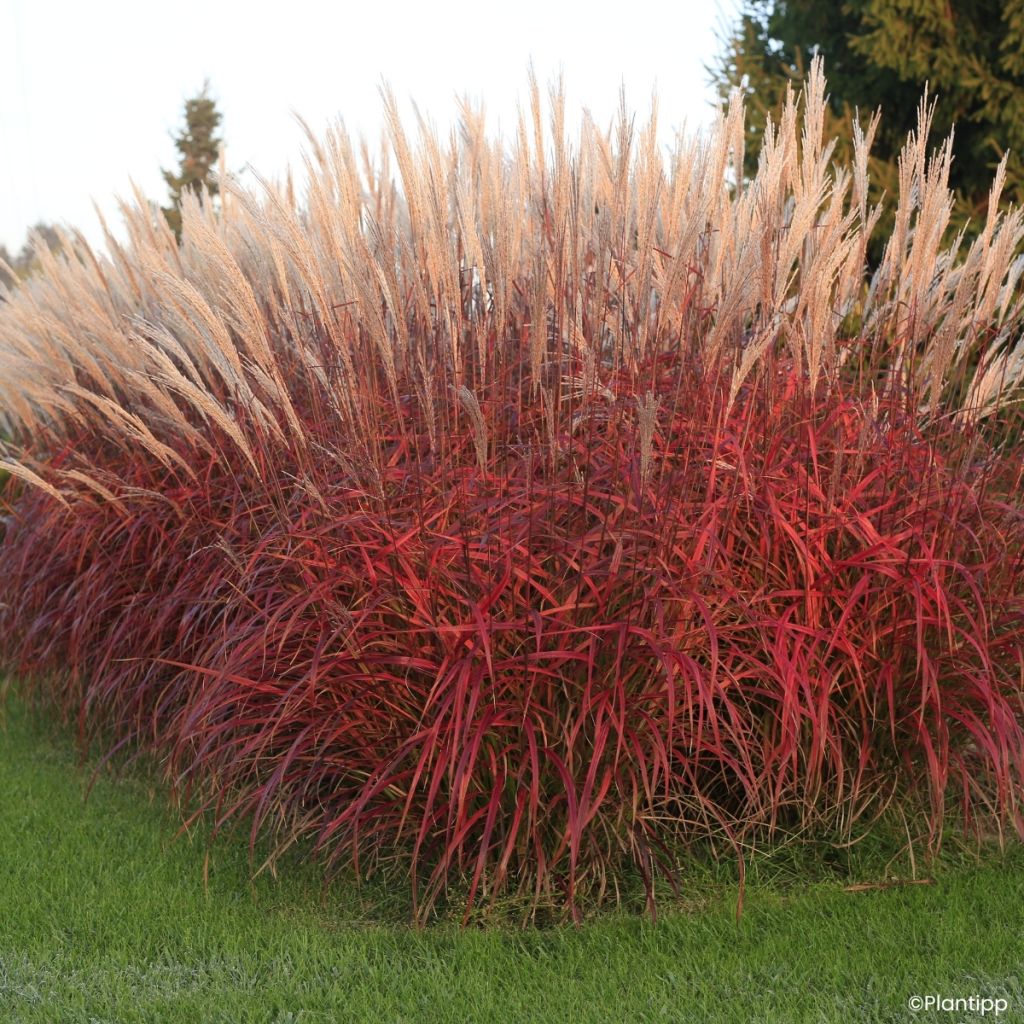 Miscanthus Lady in Red