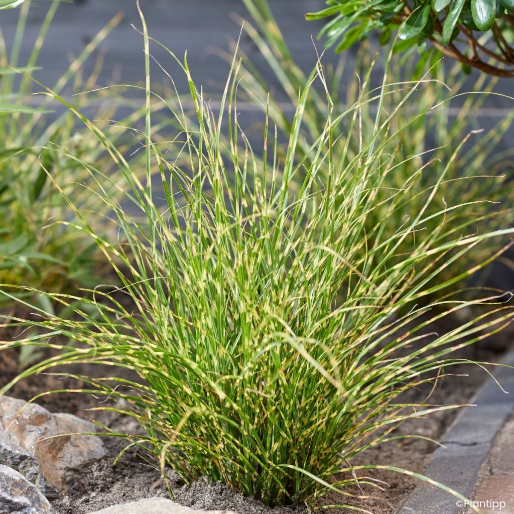 Miscanthus sinensis Little Tiger