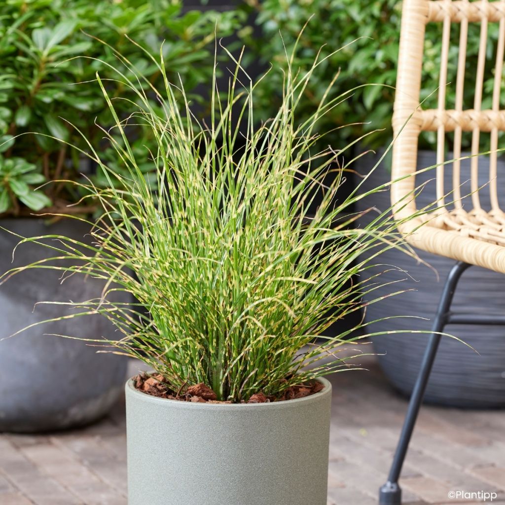 Miscanthus sinensis Little Tiger