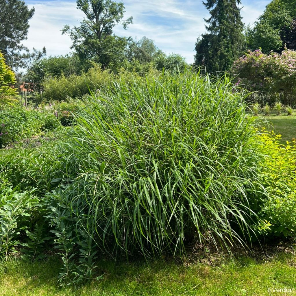 Miscanthus Miscanvert