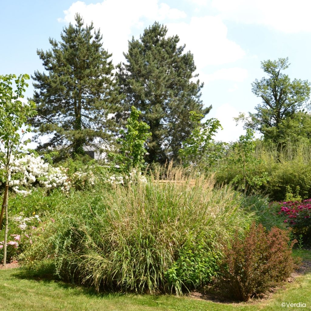 Miscanthus Miscanvert