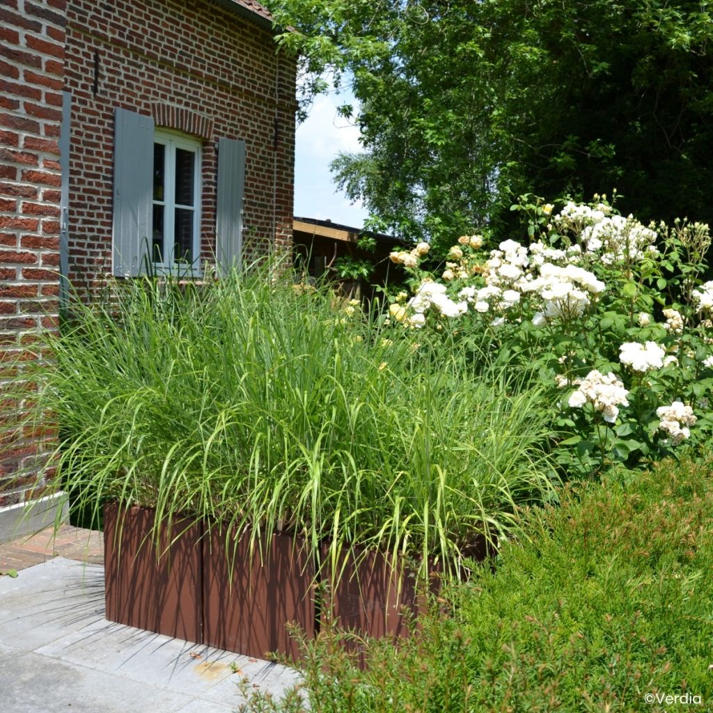 Miscanthus Miscanvert