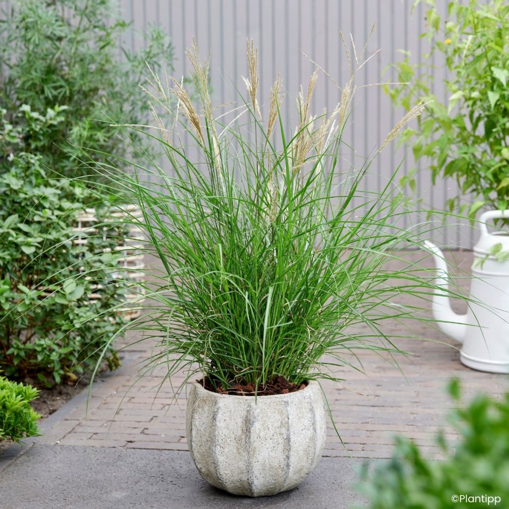 Miscanthus sinensis Missmini