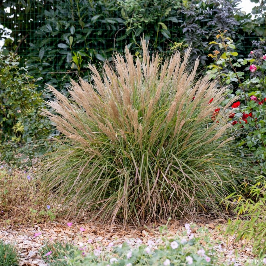 Miscanthus sinensis Missmini