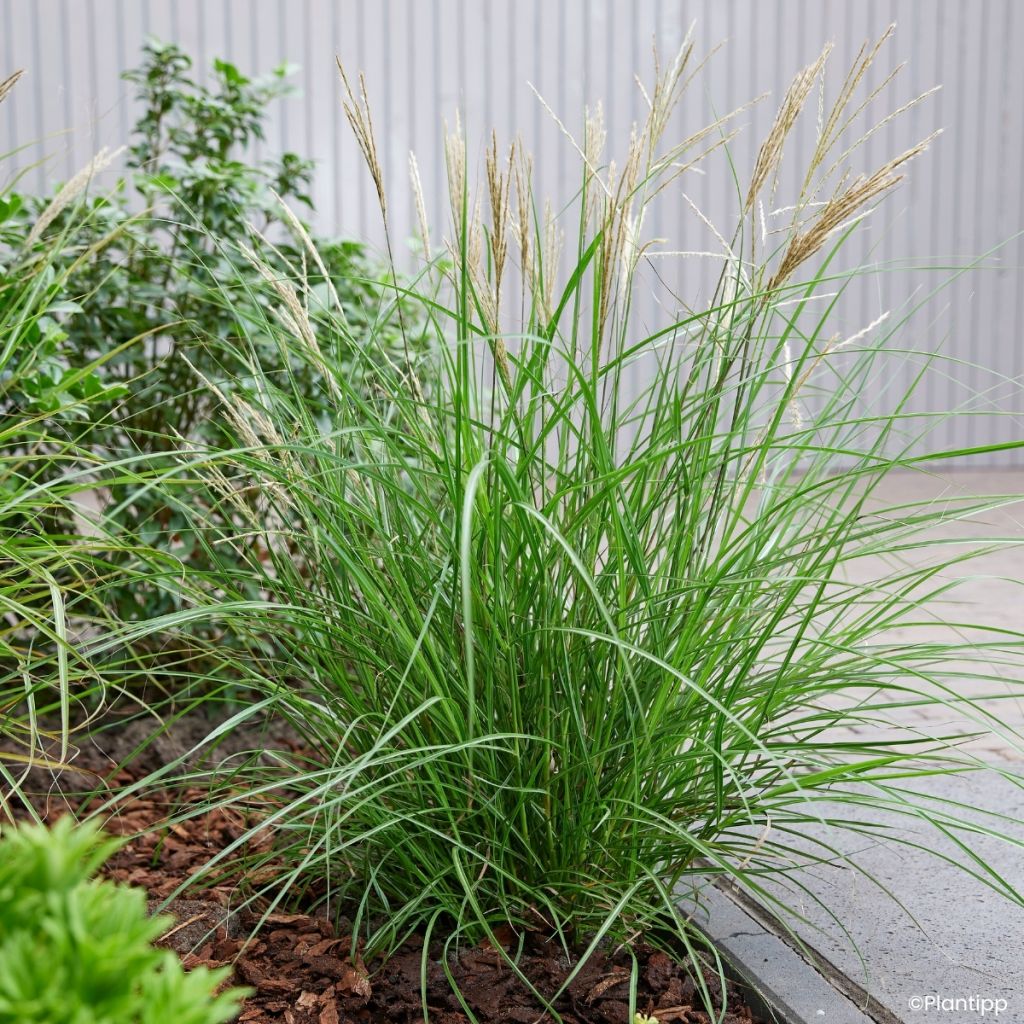Miscanthus sinensis Missmini