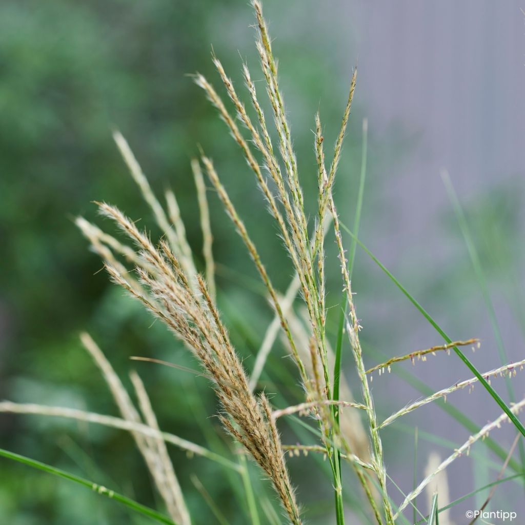 Miscanthus sinensis Missmini