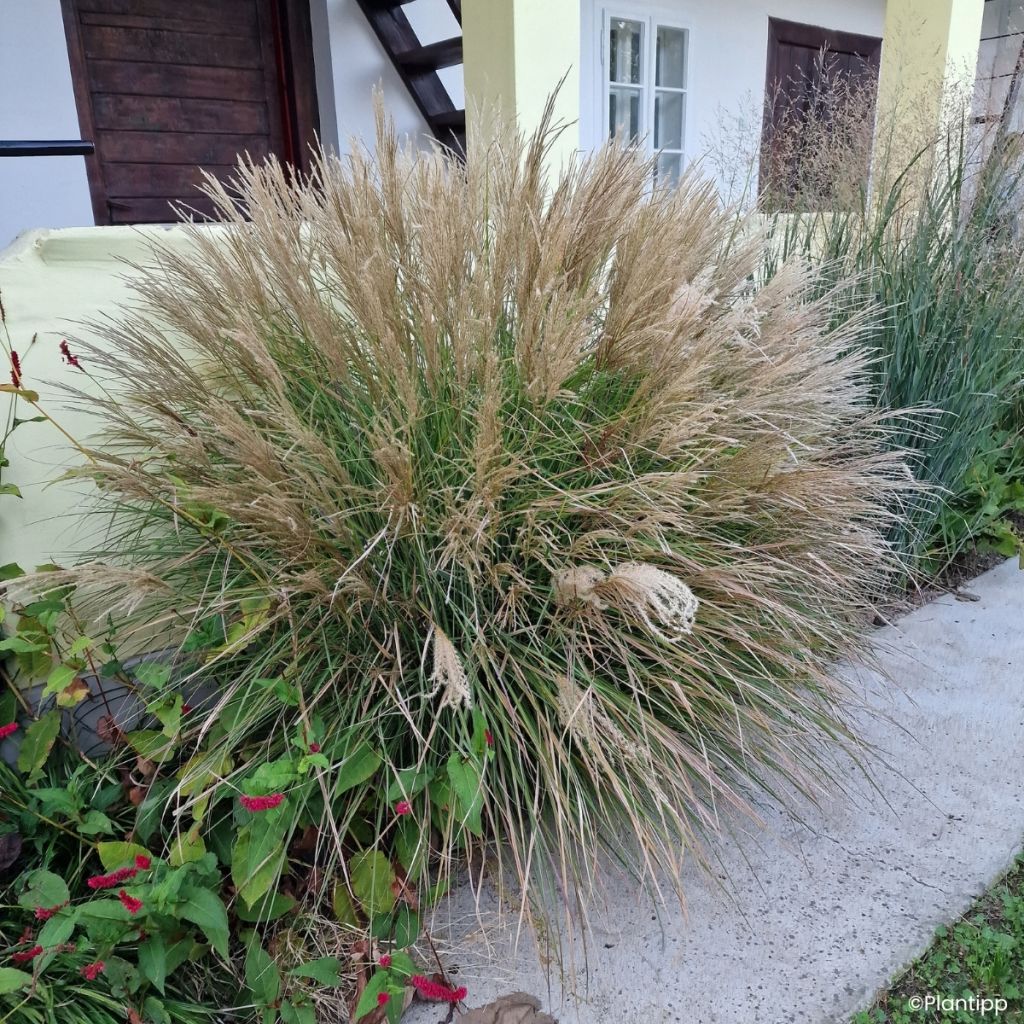 Miscanthus sinensis Missmini