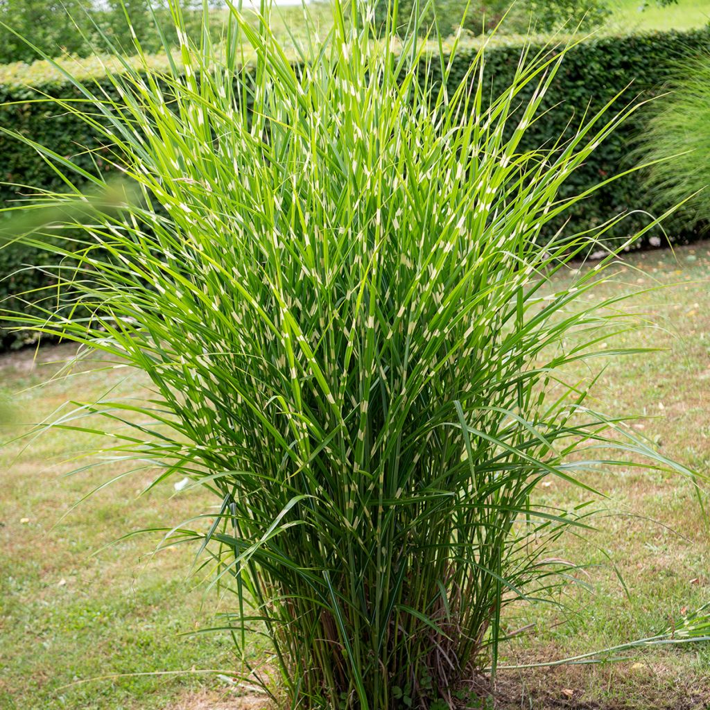 Miscanto sinensis Giraffe