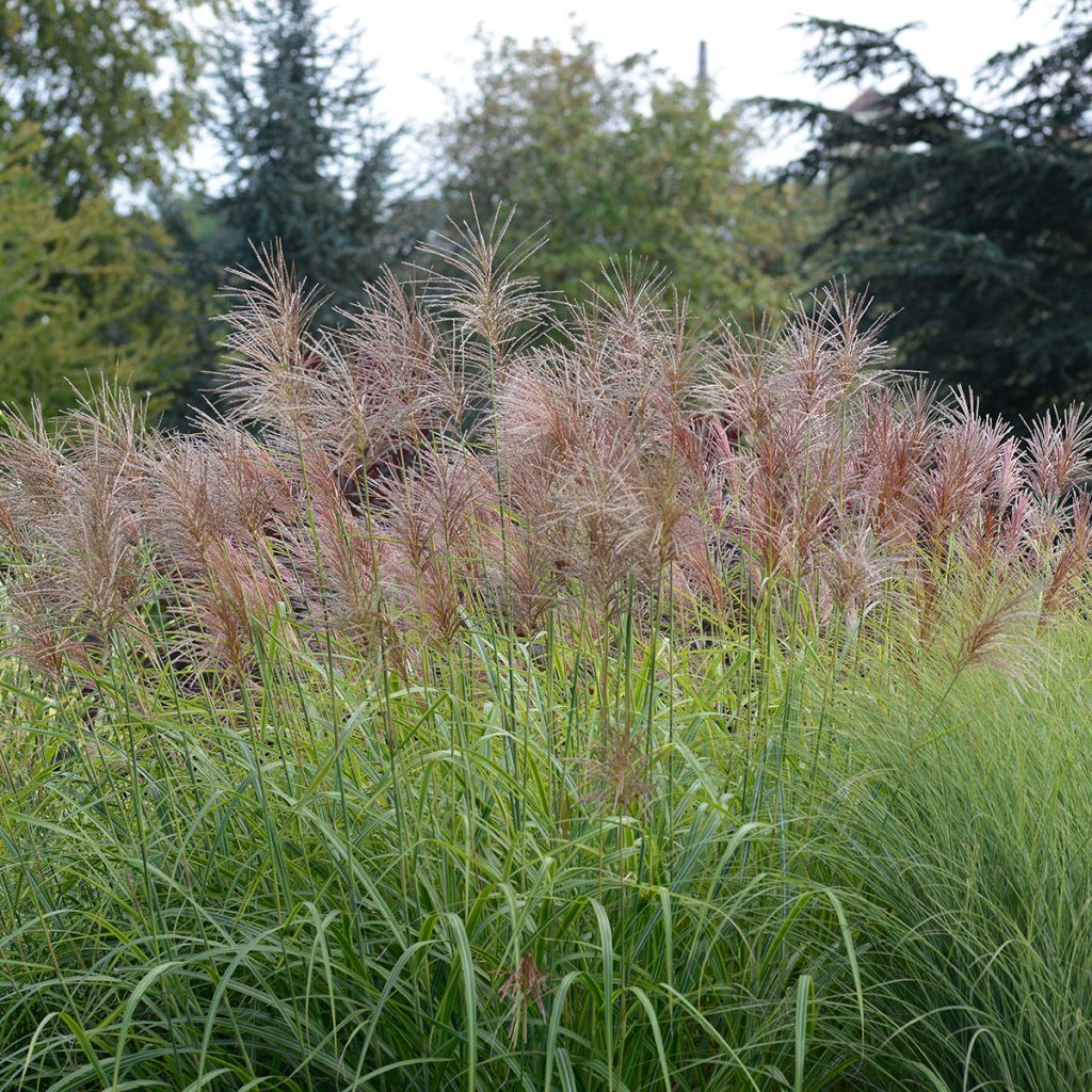 Miscanthus transmorrisonensis Sunset