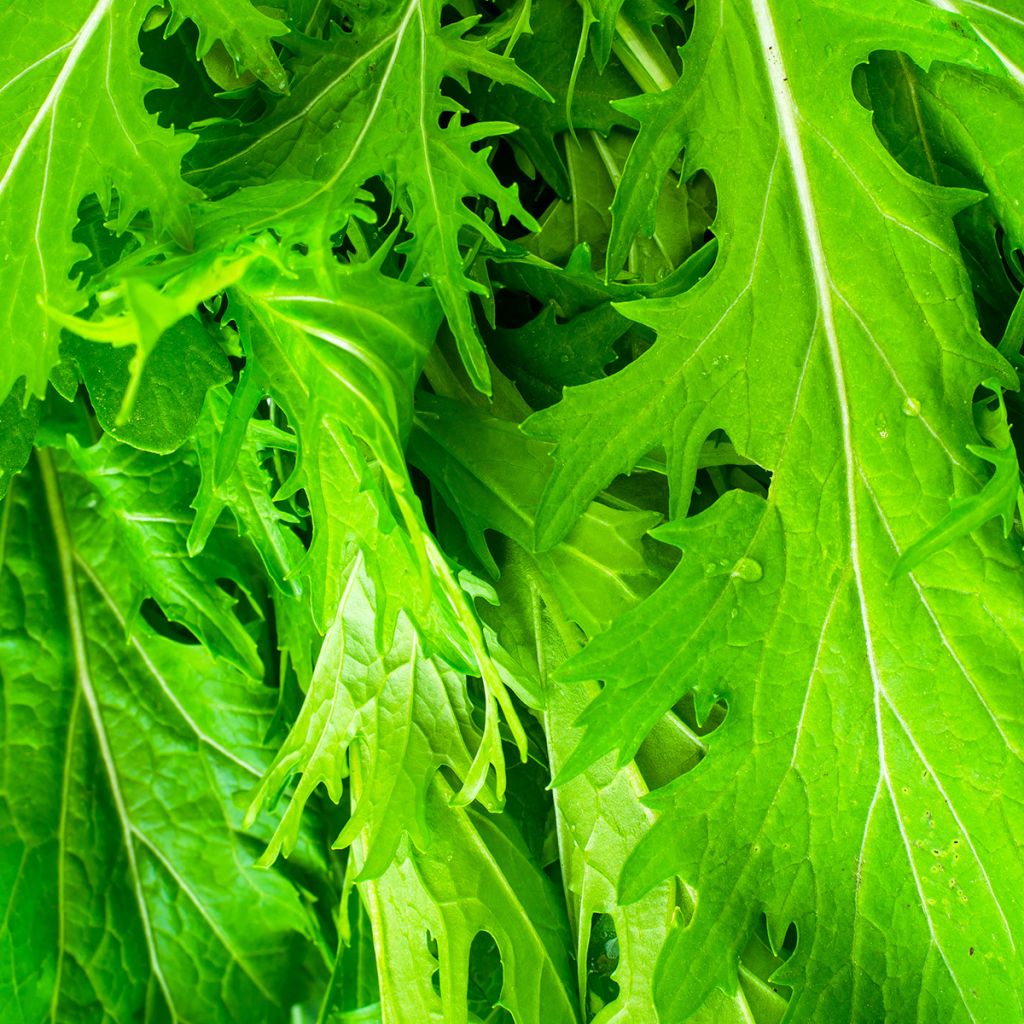 Mizuna, couve japonesa - Ferme de Sainte Marthe Bio
