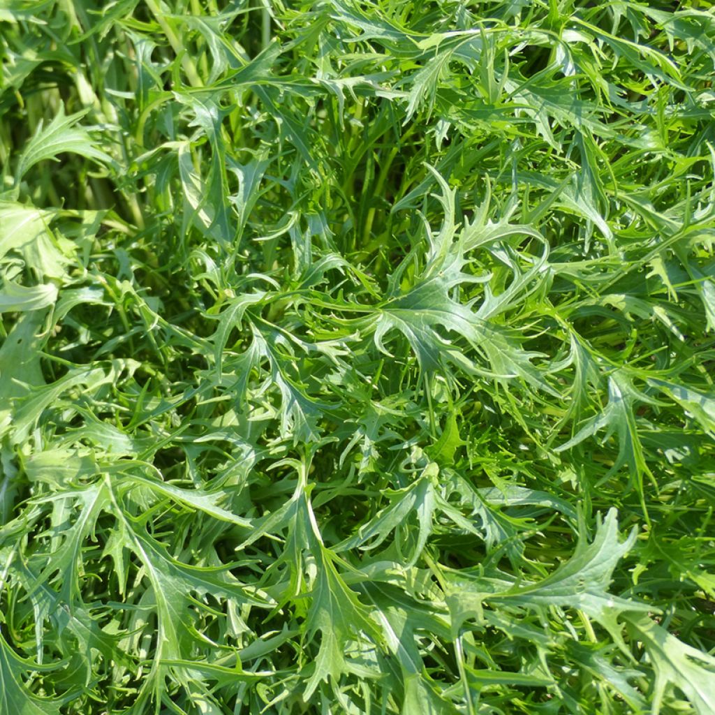 Mizuna, couve japonesa