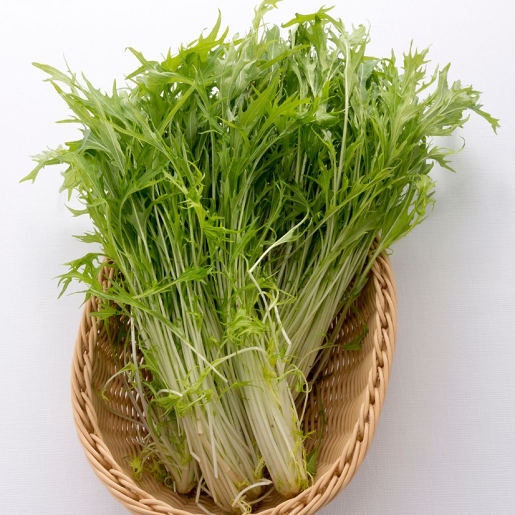 Mizuna, couve japonesa