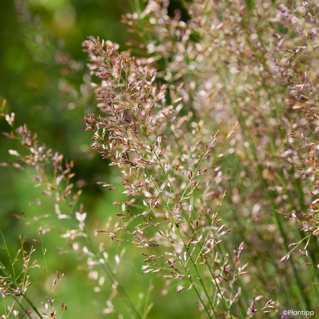 Molinia caerulea Banshee