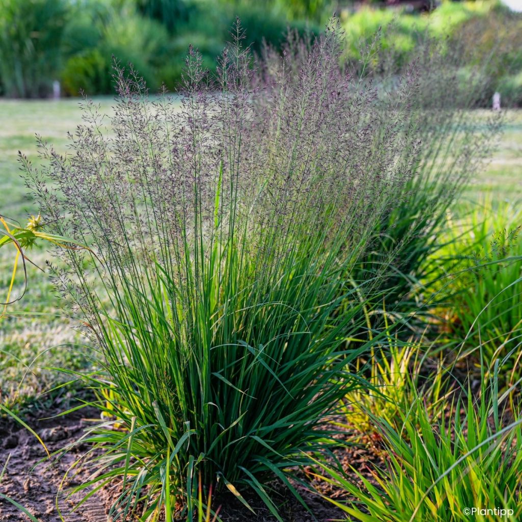 Molinia caerulea Banshee