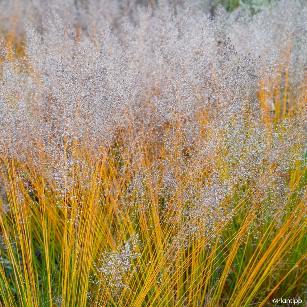 Molinia caerulea Banshee