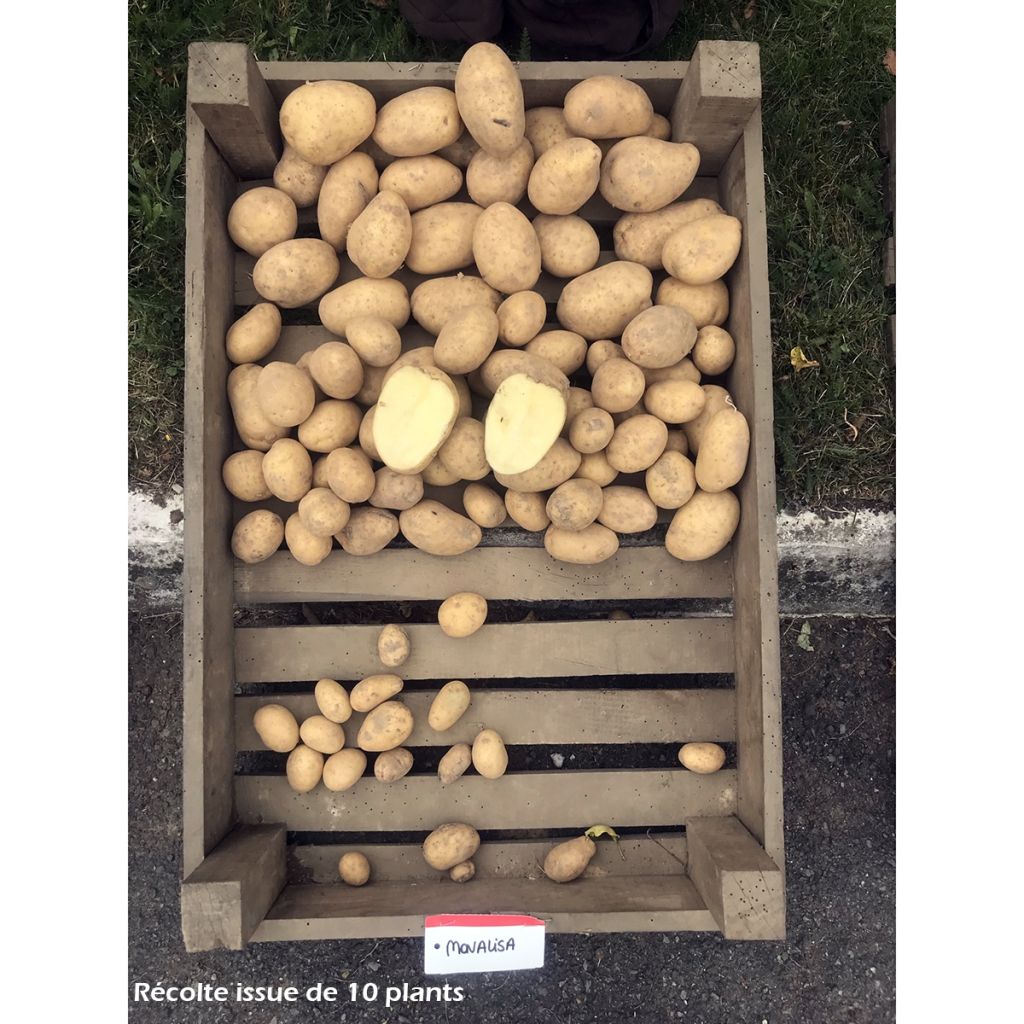 Primavera Rosanna Mix F1 em mistura