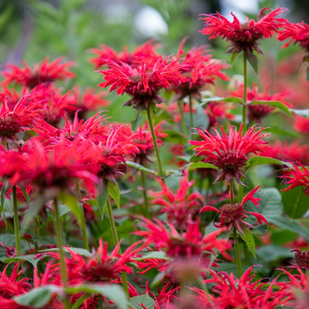 Monarda Gardenview Scarlet