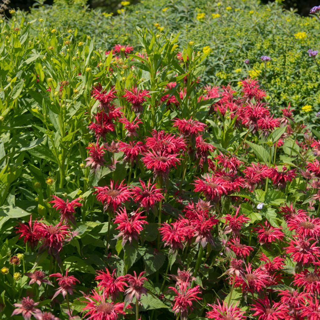 Monarda Gardenview Scarlet