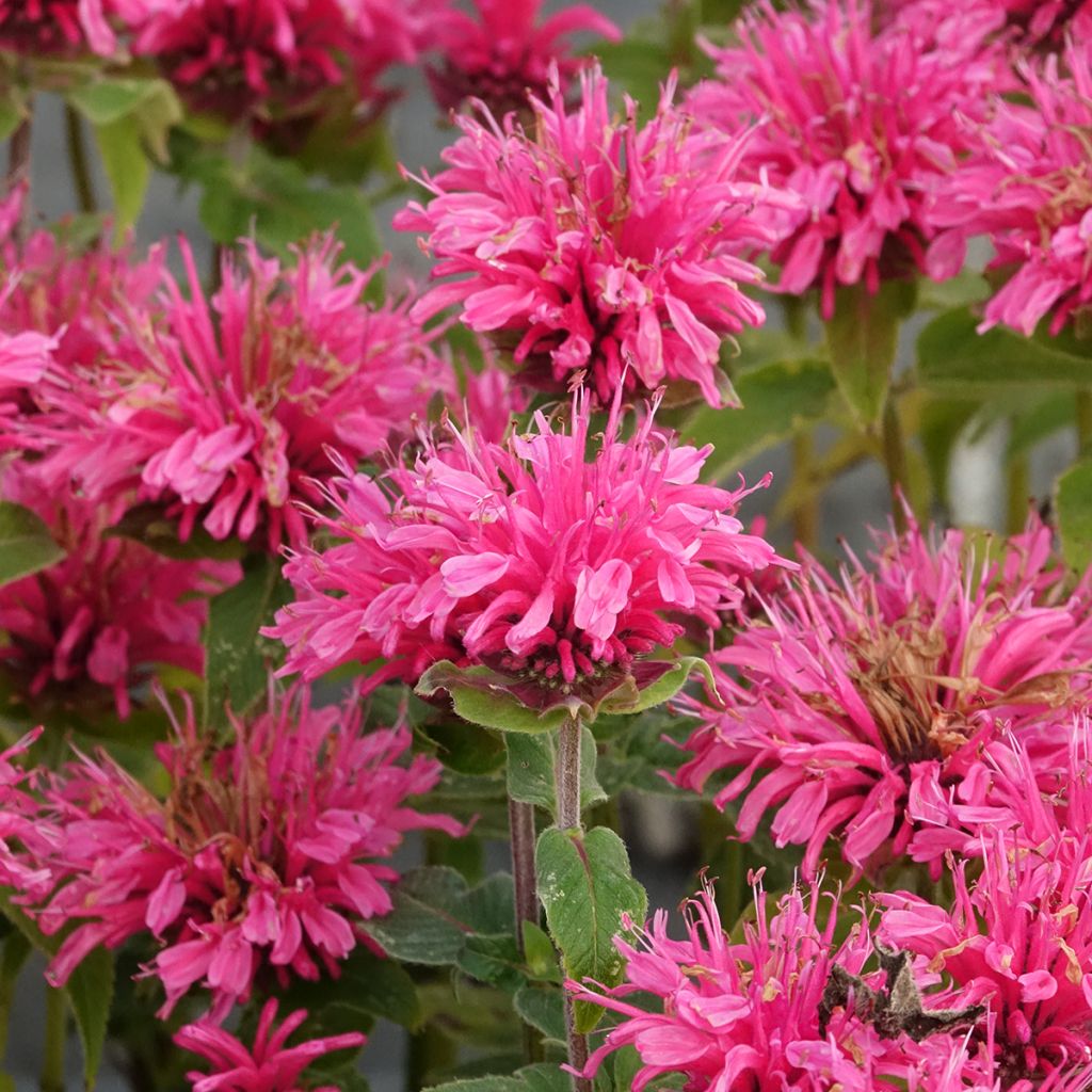 Monarda didyma Cranberry Lace