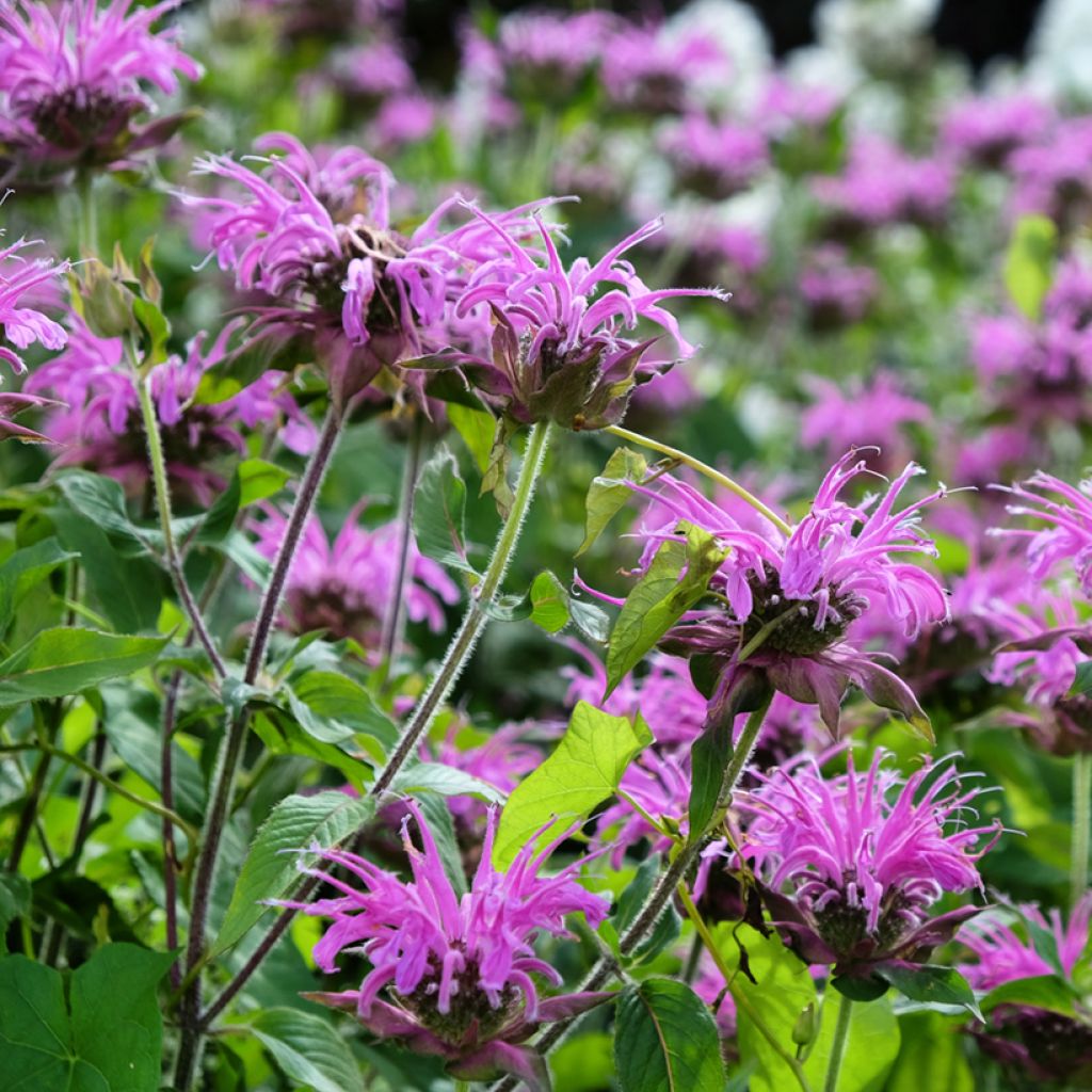 Monarda Blaustrumpf
