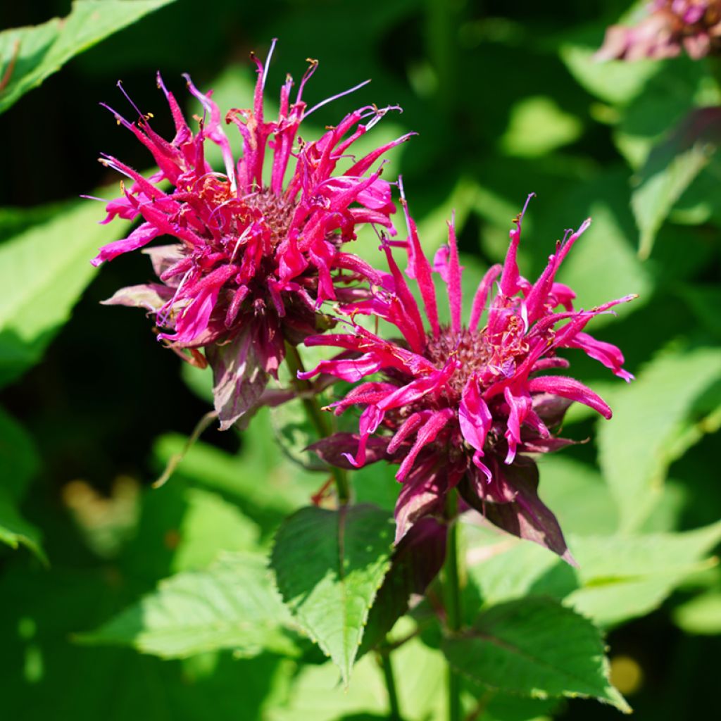 Monarda Cambridge Scarlet