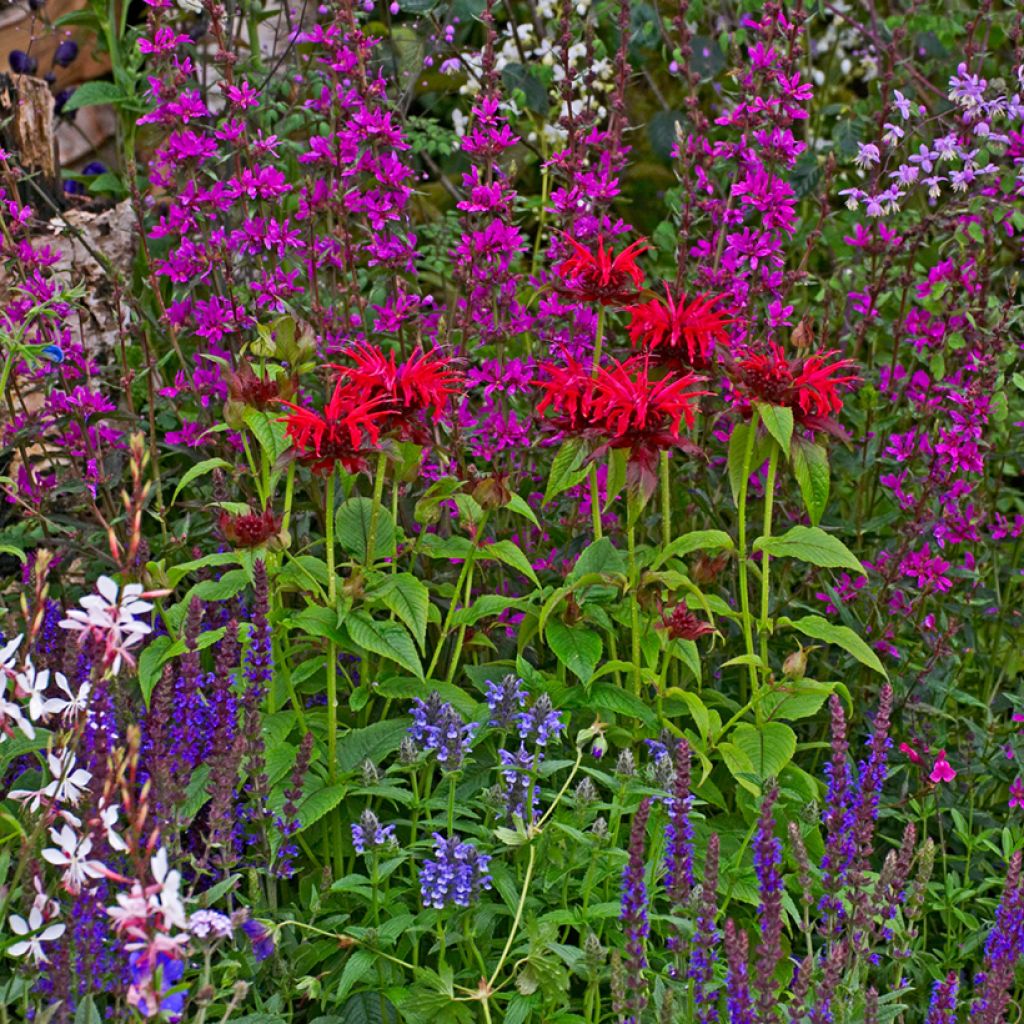 Monarda Cambridge Scarlet