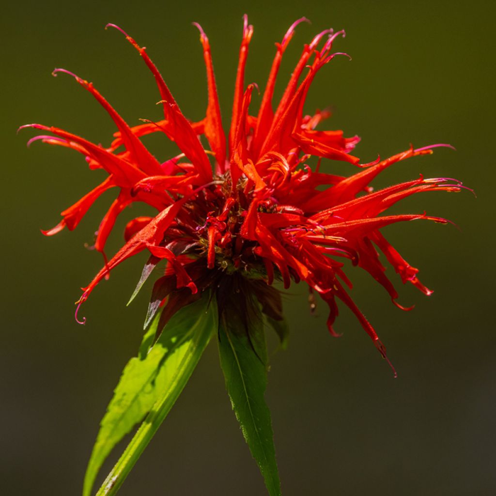 Monarda Fireball