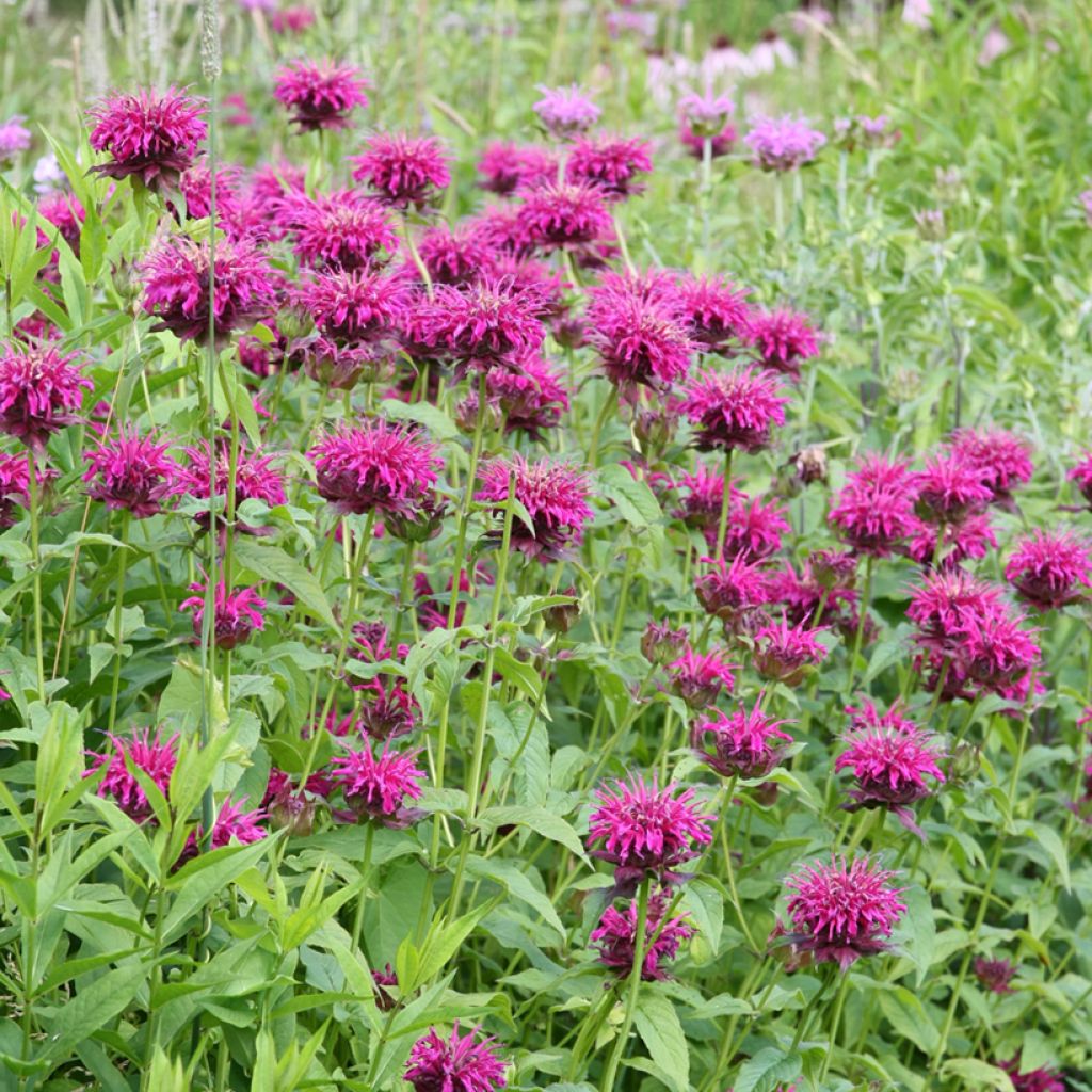 Monarda Heidelerche