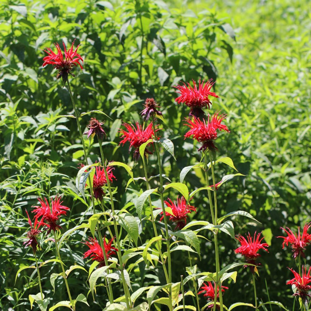 Monarda Jacob Cline