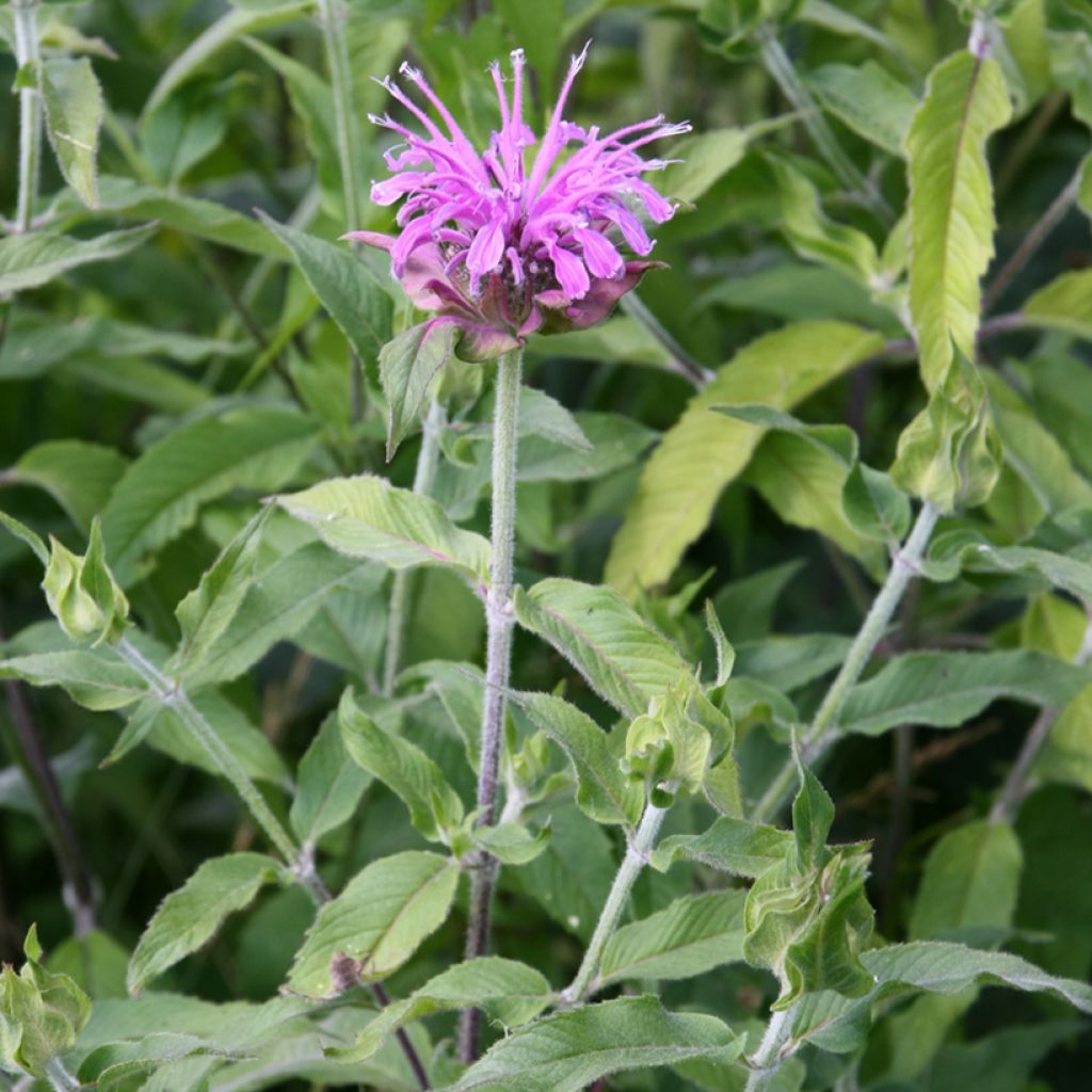 Monarda Mohawk