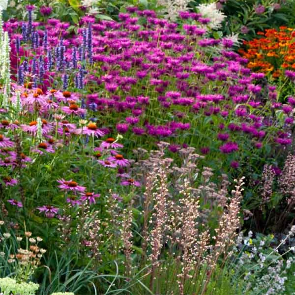 Monarde Scorpion - Bergamote lie-de-vin.