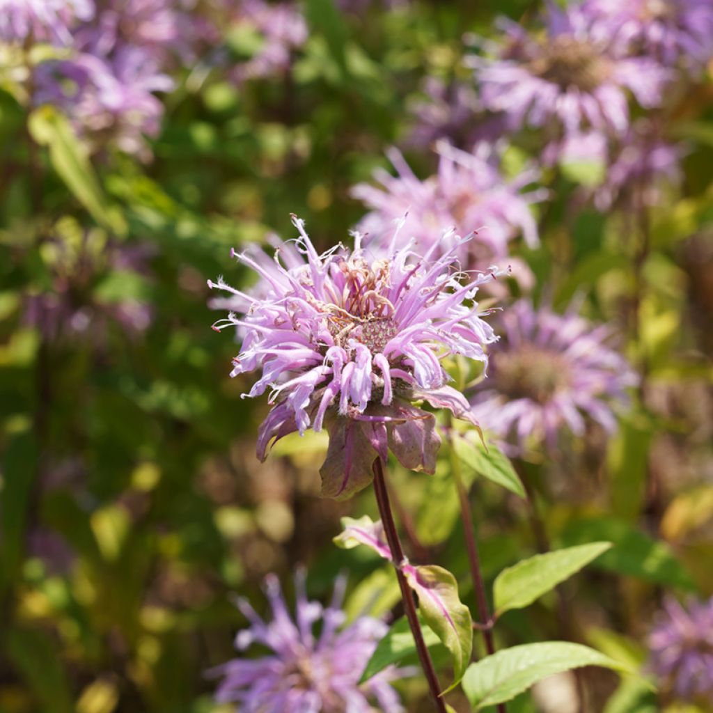 Monarda bradburiana