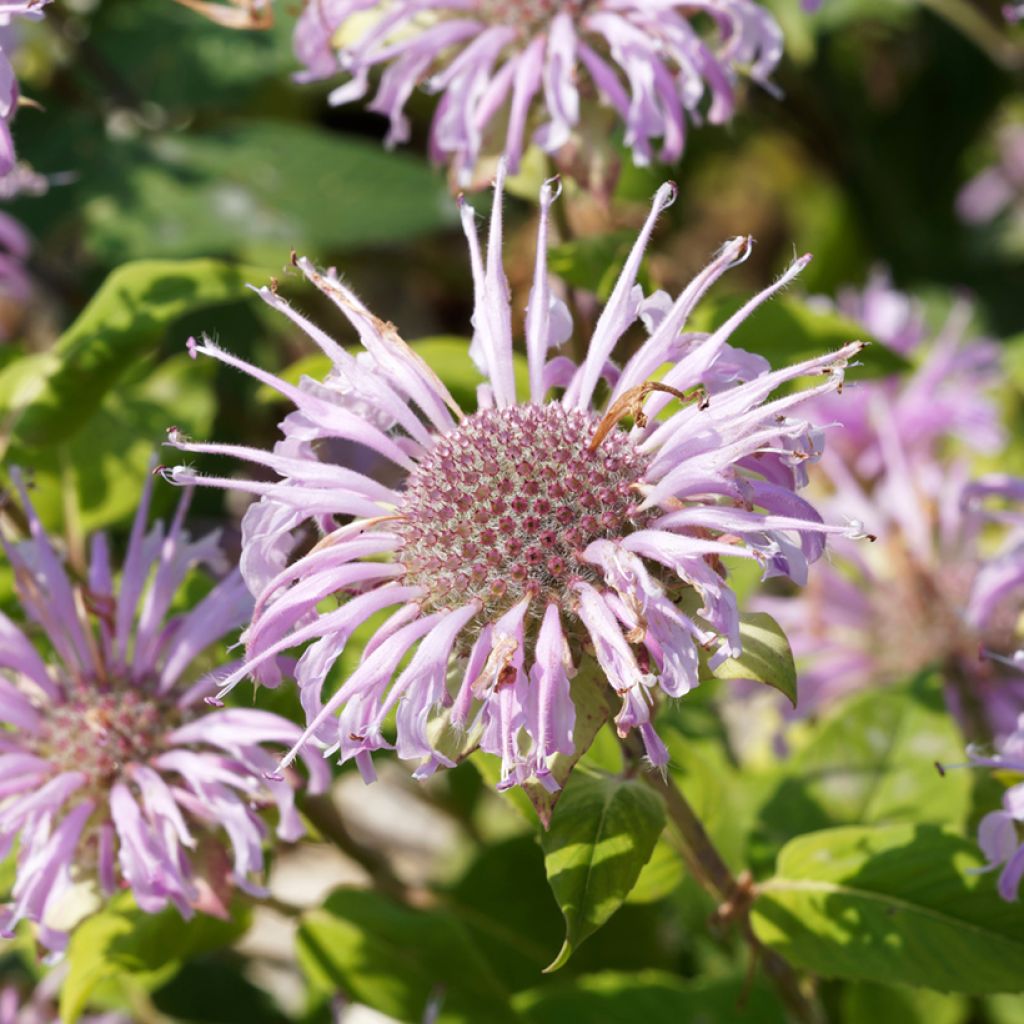 Monarda bradburiana